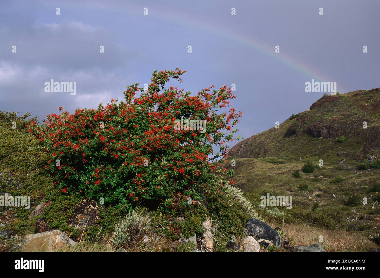 Firebush dans un paysage du Chili, arc-en-ciel en arrière-plan, au Chili, en Amérique du Sud Banque D'Images