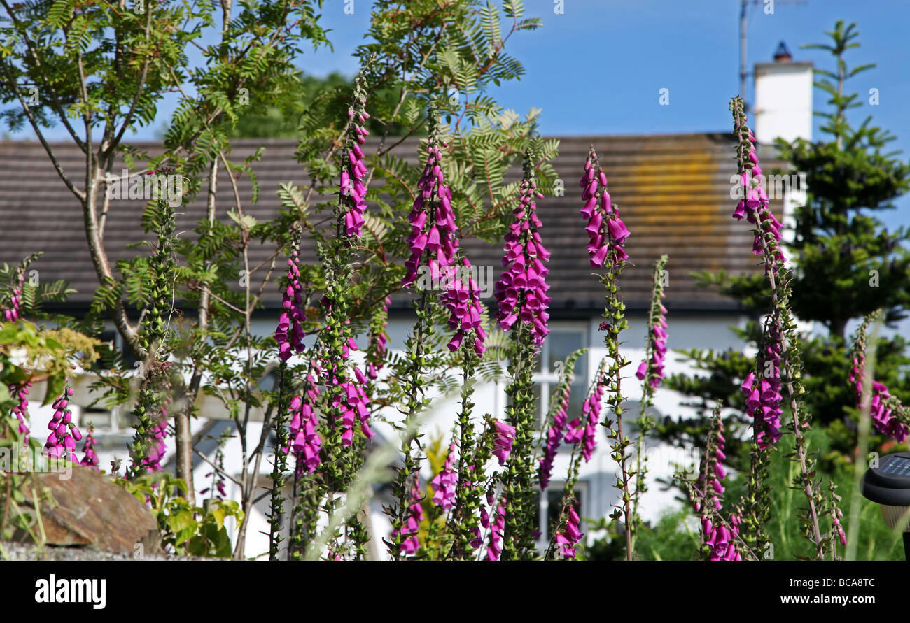 Digitales sauvages dans un jardin de l'Irlande Banque D'Images