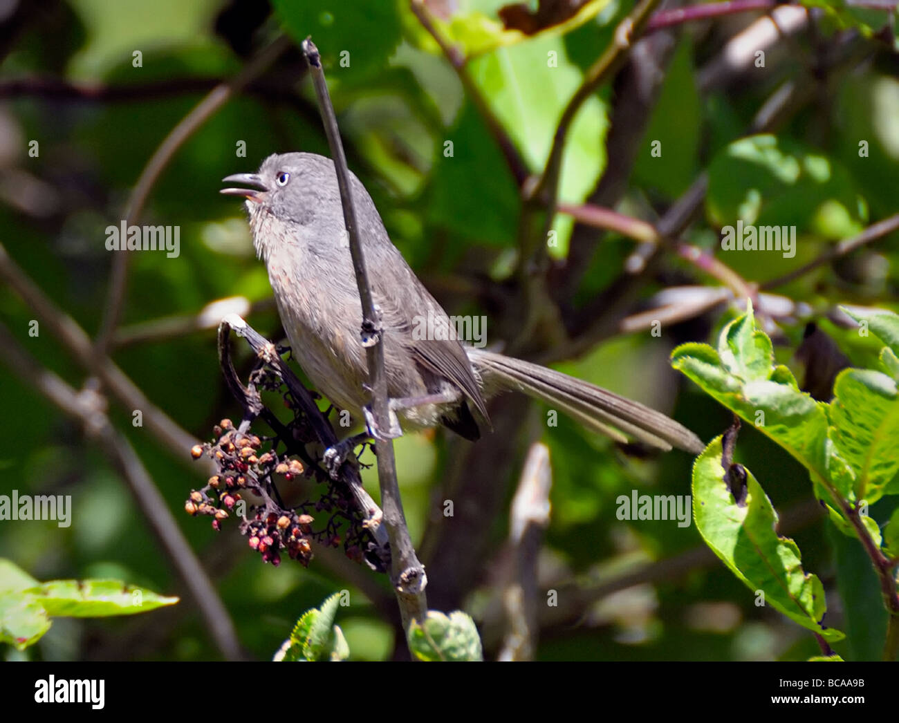 Un oiseau Wrentit - Chamaea fasciata, perché sur une branche, photographié sur un fond flou. Banque D'Images