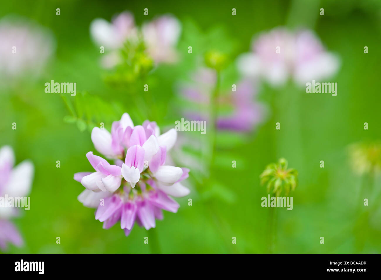 Vesce de couronne Banque D'Images