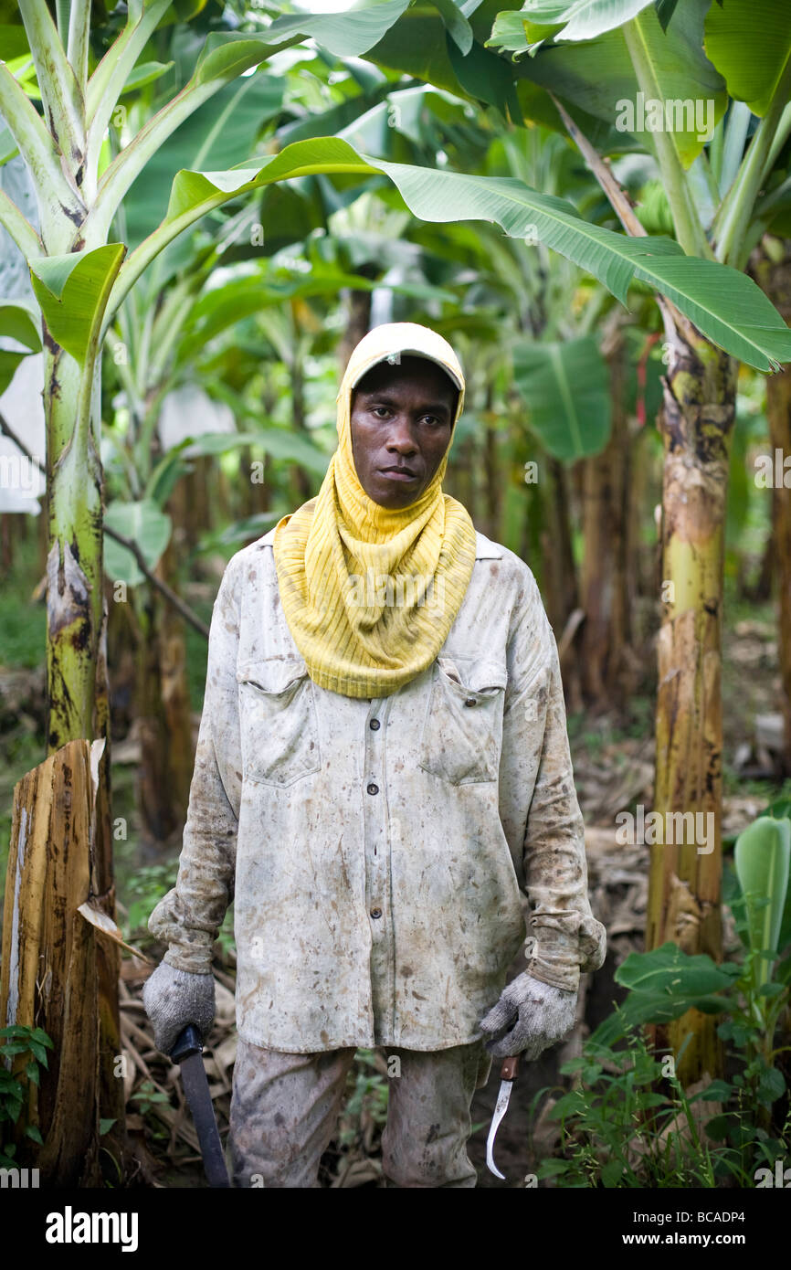 La banane du commerce équitable fermier, la République dominicaine, près de la frontière avec Haïti. Banque D'Images