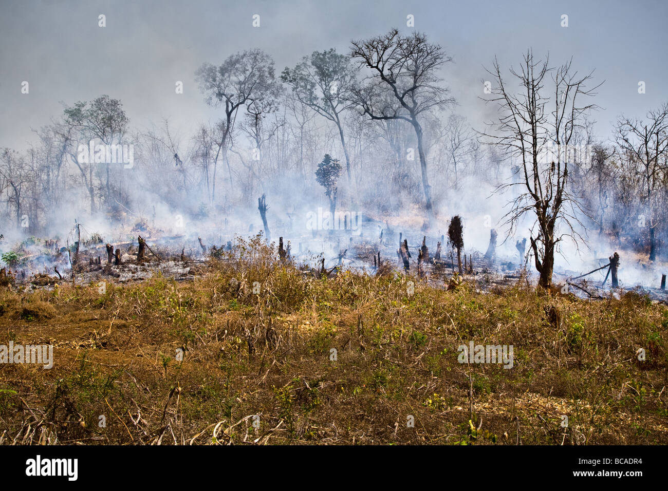 Un feu de forêt dans les bois près de Hsipaw, Myanmar Banque D'Images