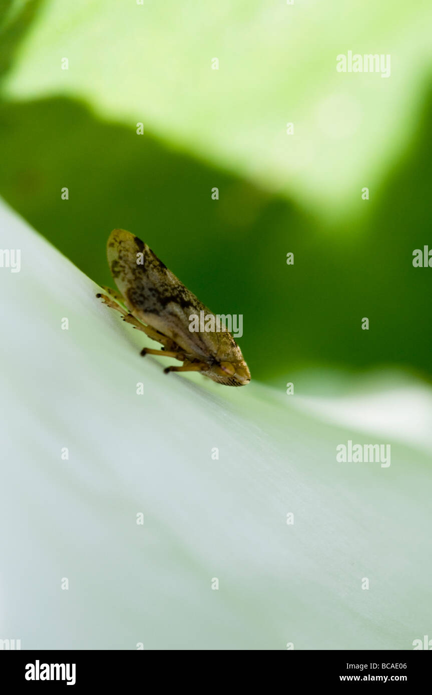 Froghopper commun Banque D'Images