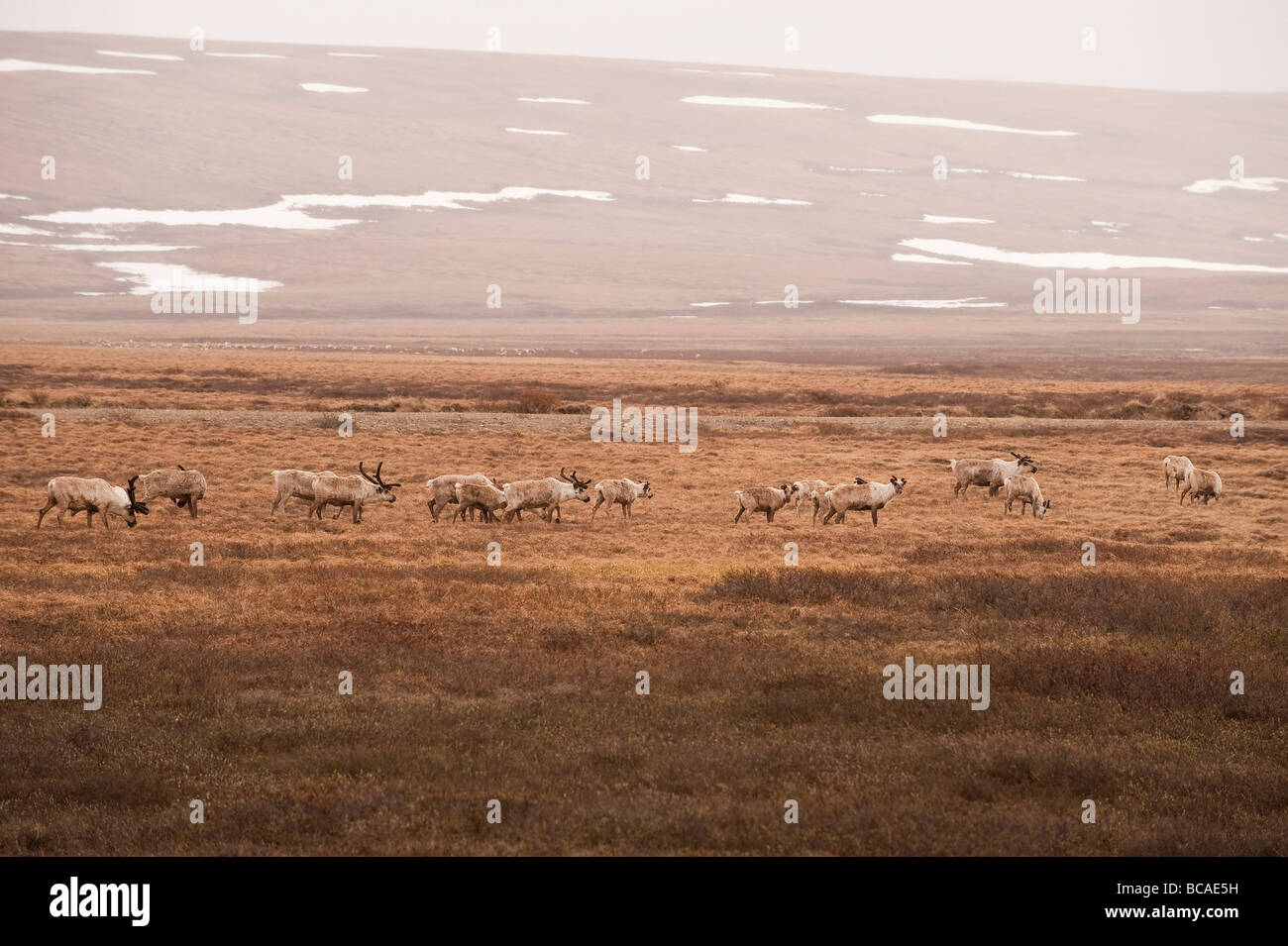 Un troupeau de CARIBOUS BROUTENT SUR LA TOUNDRA Banque D'Images