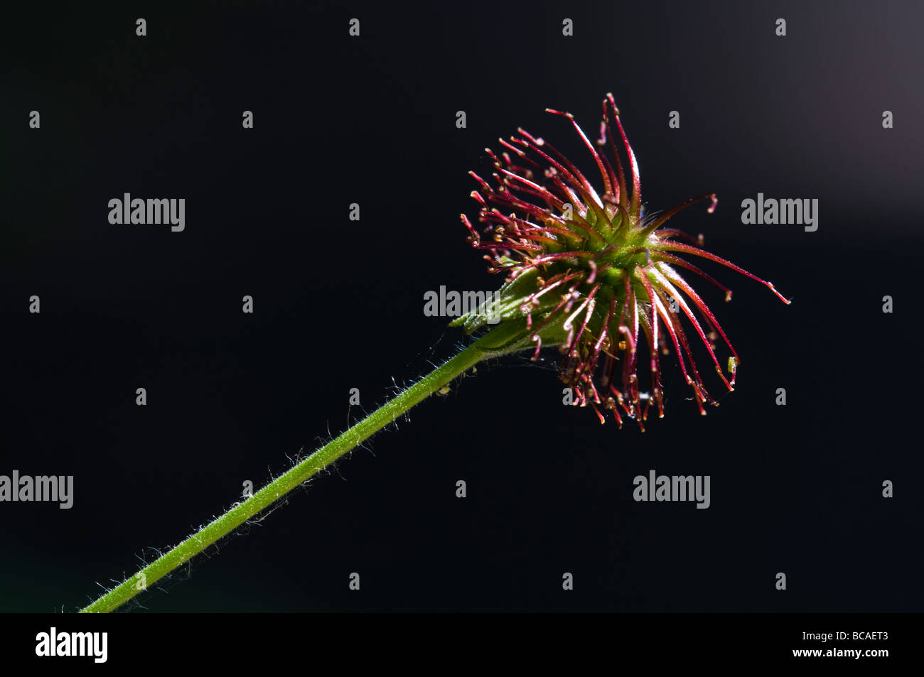 Geum urbanum Benoîte Banque D'Images