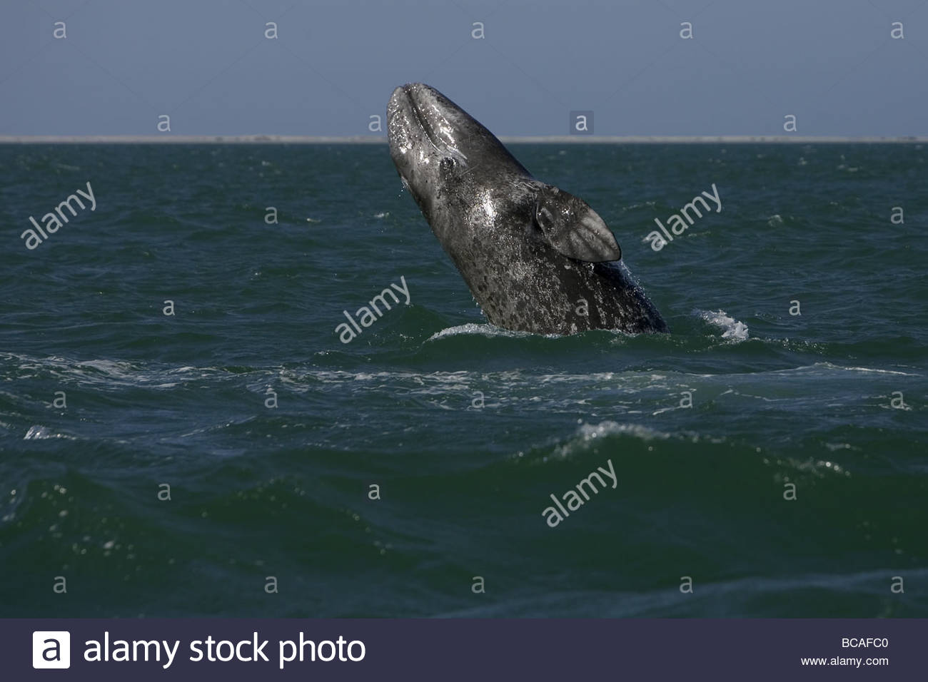 Baleine grise de Californie, veau San Ignacio Lagoon, Baja California, Mexique Banque D'Images