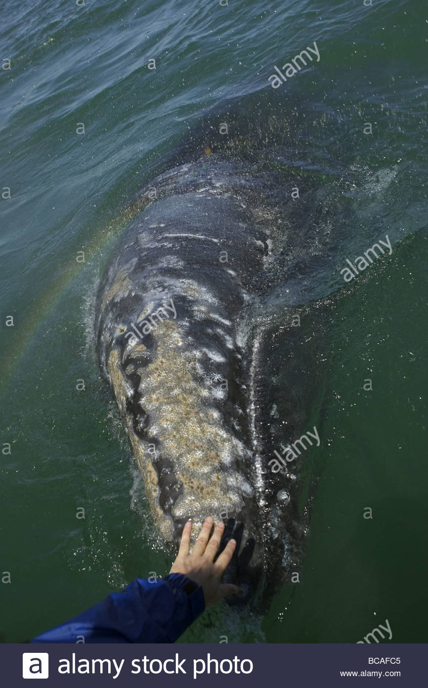 Hand touching baleine grise, lagune San Ignacio, Baja California, Mexique Banque D'Images
