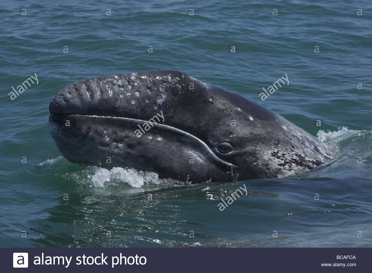 Baleine grise de Californie surfaces veau. Banque D'Images