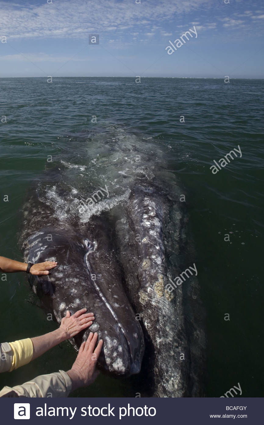 Les mains et la baleine grise du mollet, San Ignacio Lagoon,Baja California, au Mexique. Banque D'Images