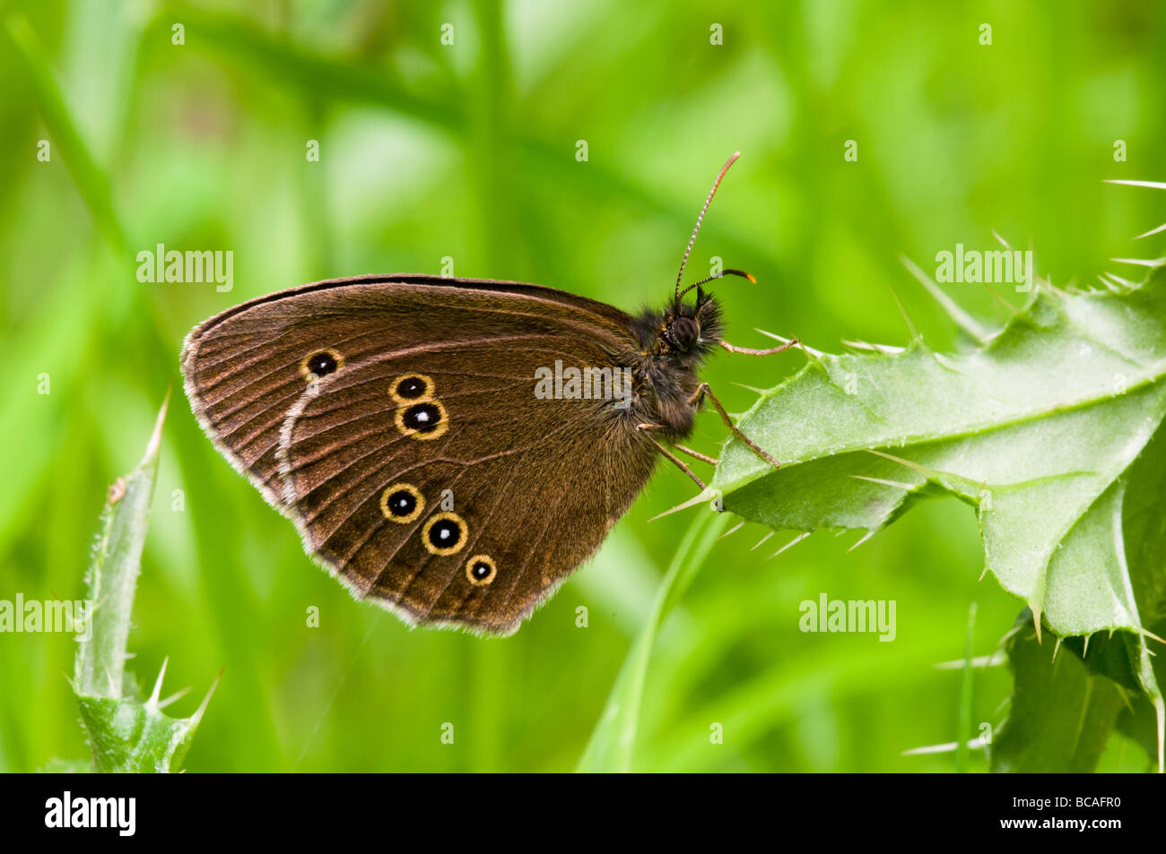 Ringlet butterfly Banque D'Images