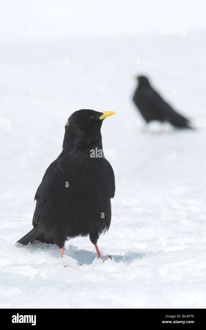 Gracchio alpino Pyrrhocorax graculus uccelli corvidi montagna neve Cogne Parco Nazionale Gran Paradiso Valnontey rifugio Vittori Banque D'Images