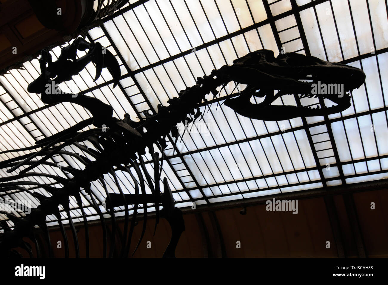 Squelette d'un tyrannosaurus rex, dinosaure le plus dangereux, dans le musée de l'histoire nationale à Paris, France. Banque D'Images