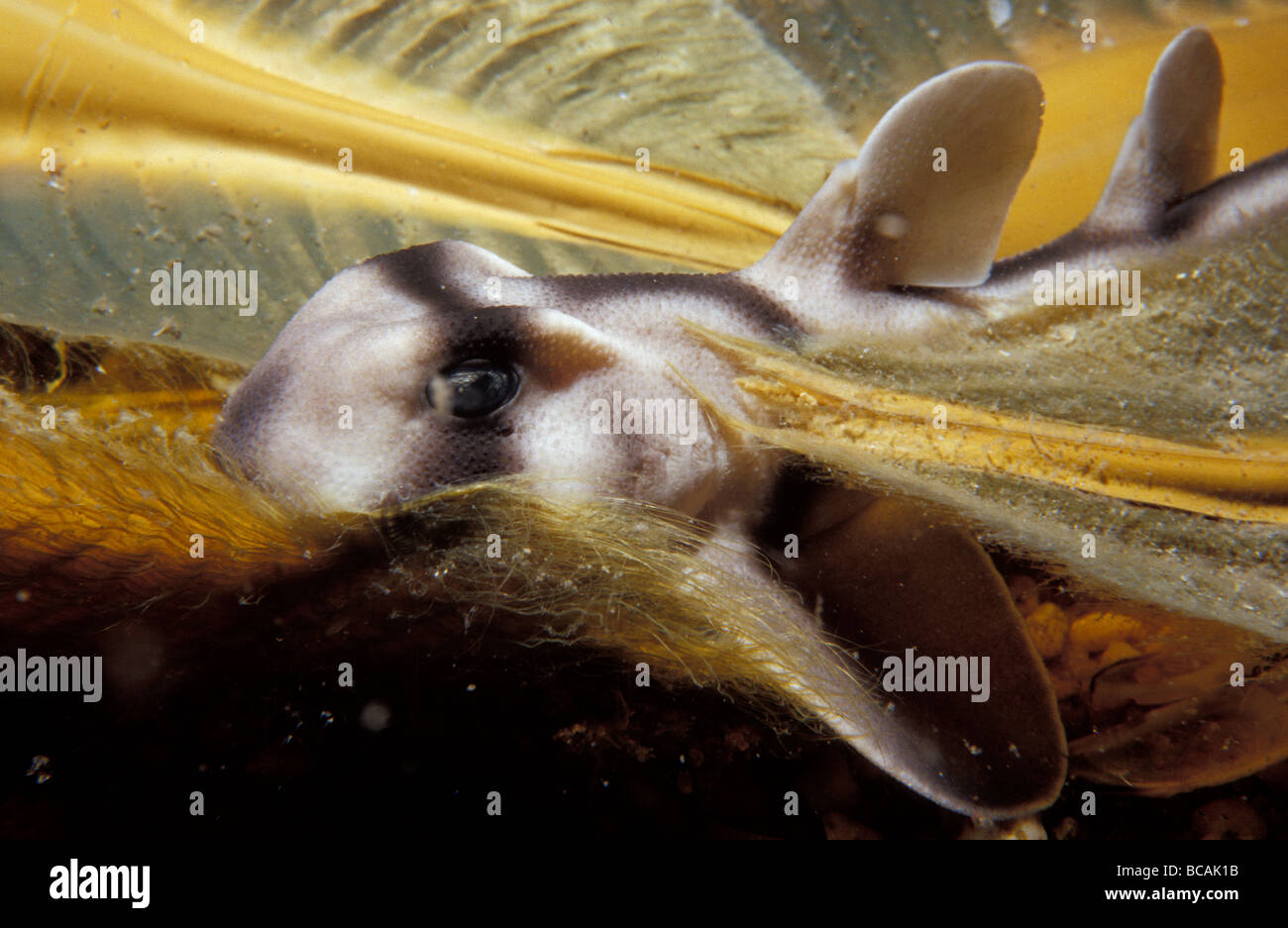 Un nouveau-né Port Jackson repose sur de petits requins d'oeufs de ses espèces. Banque D'Images