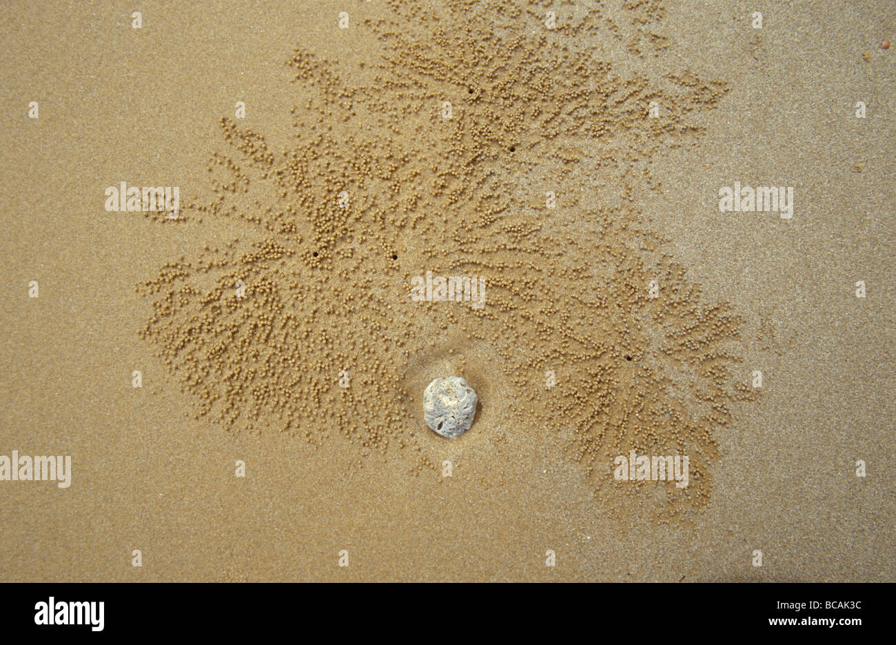 La myriade de fonctionnement des crabes de sable Bubbler couvrent une plage à marée basse. Banque D'Images