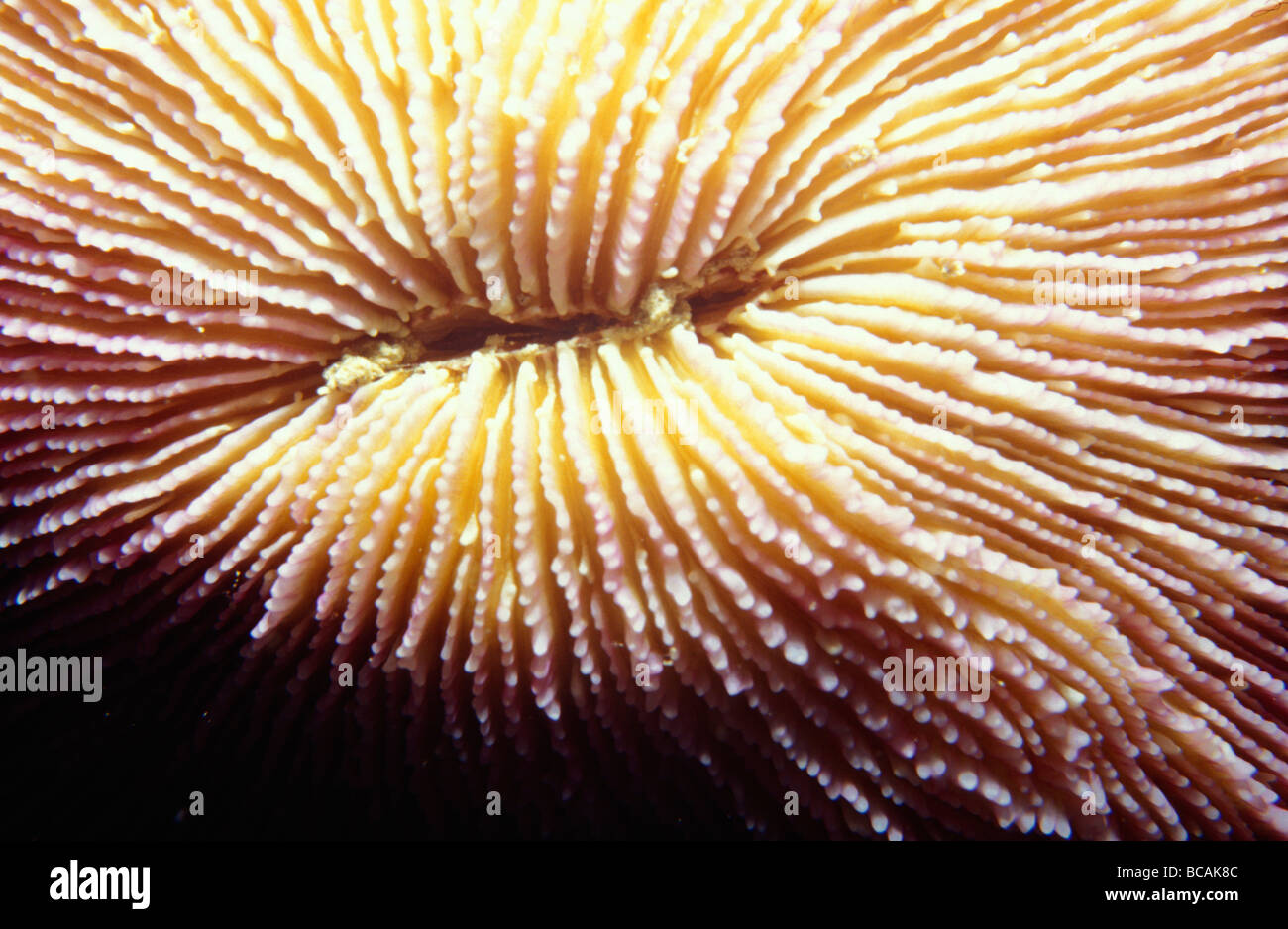 La surface striée et cannelée en profondeur du disque Mushroom Coral. Banque D'Images