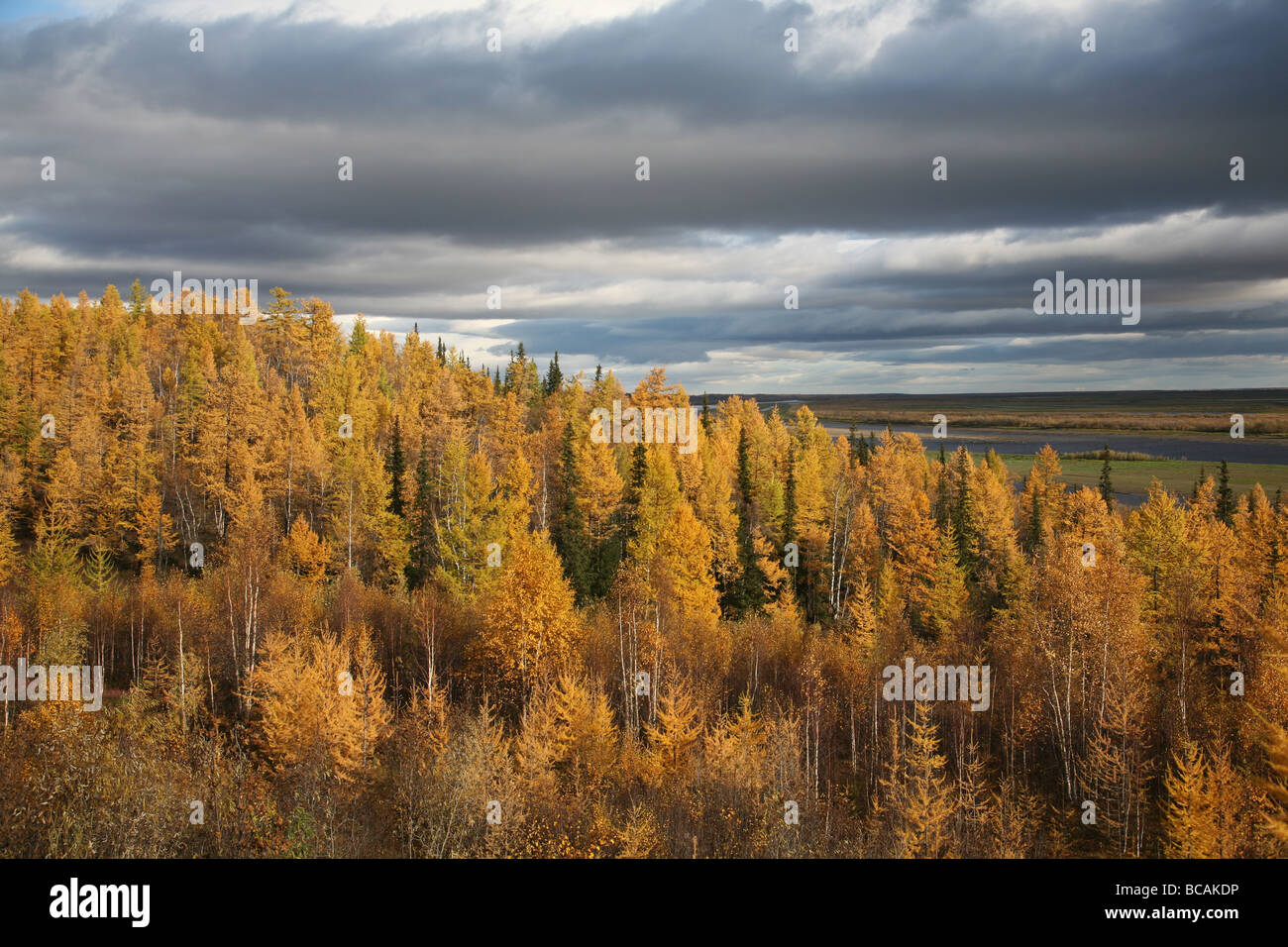 La péninsule de Yamal, région de Tioumen, au nord de la Sibérie occidentale, en Russie. Banque D'Images