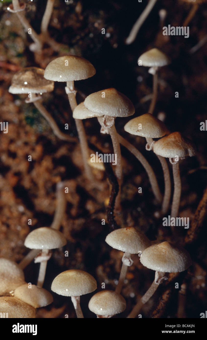 Minutes Les champignons blancs en éruption d'une forêt tropicale en décomposition se connecter sur les tiges. Banque D'Images