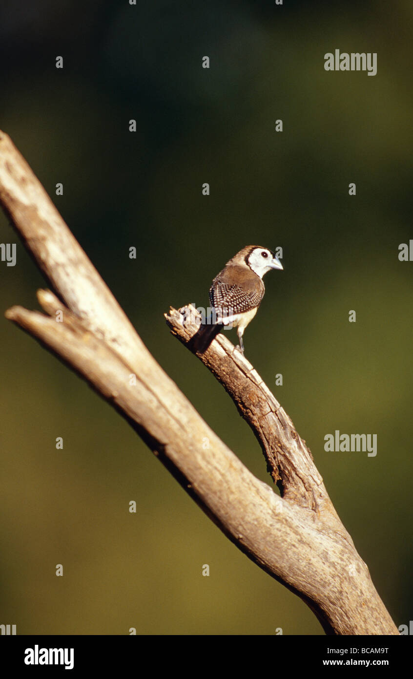Un double regard interrogateur de prescription Finch se percher sur une branche d'arbre mort. Banque D'Images