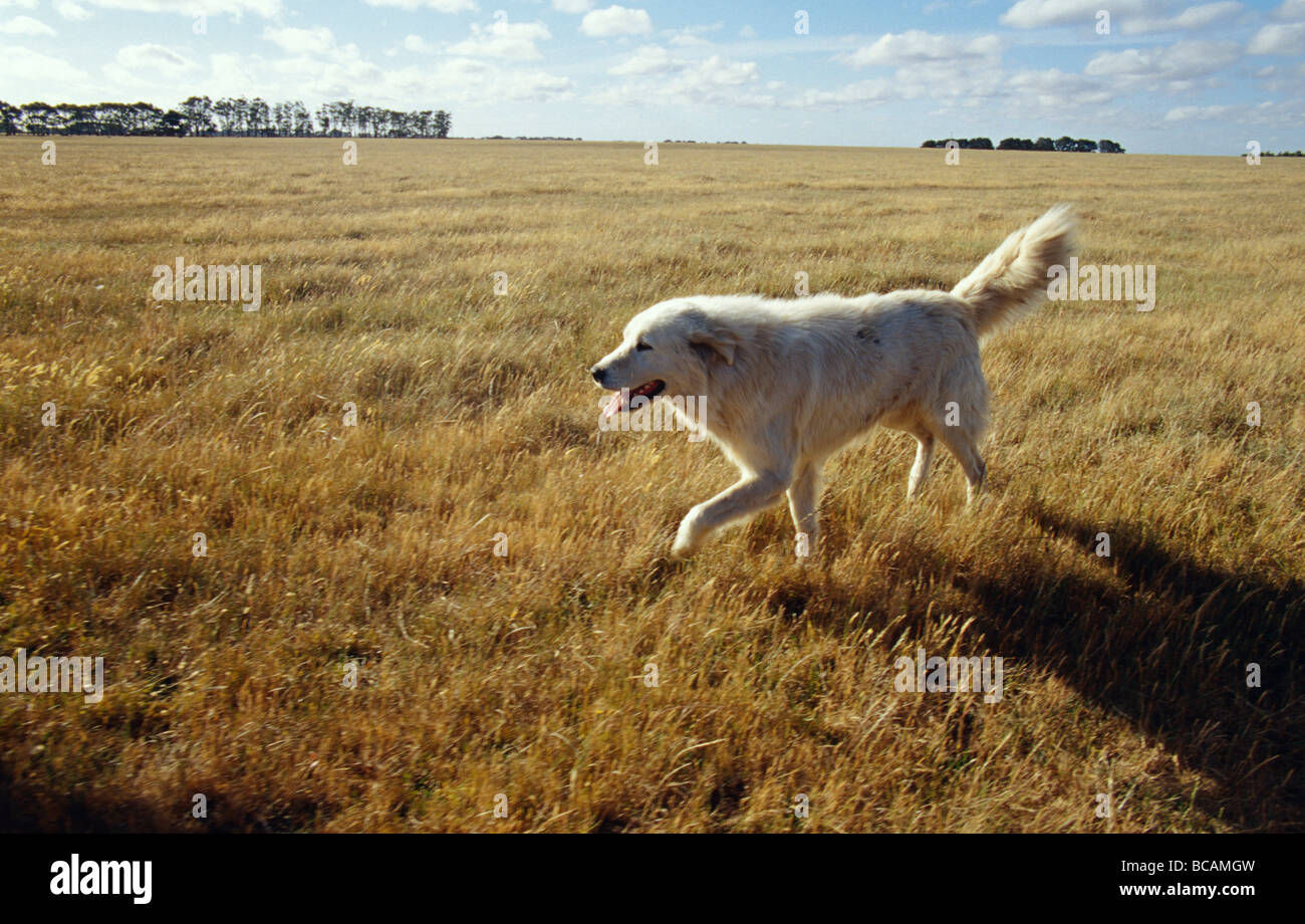 Un chien de berger en italien, Mareema, courir sur une plaine d'herbe. Banque D'Images