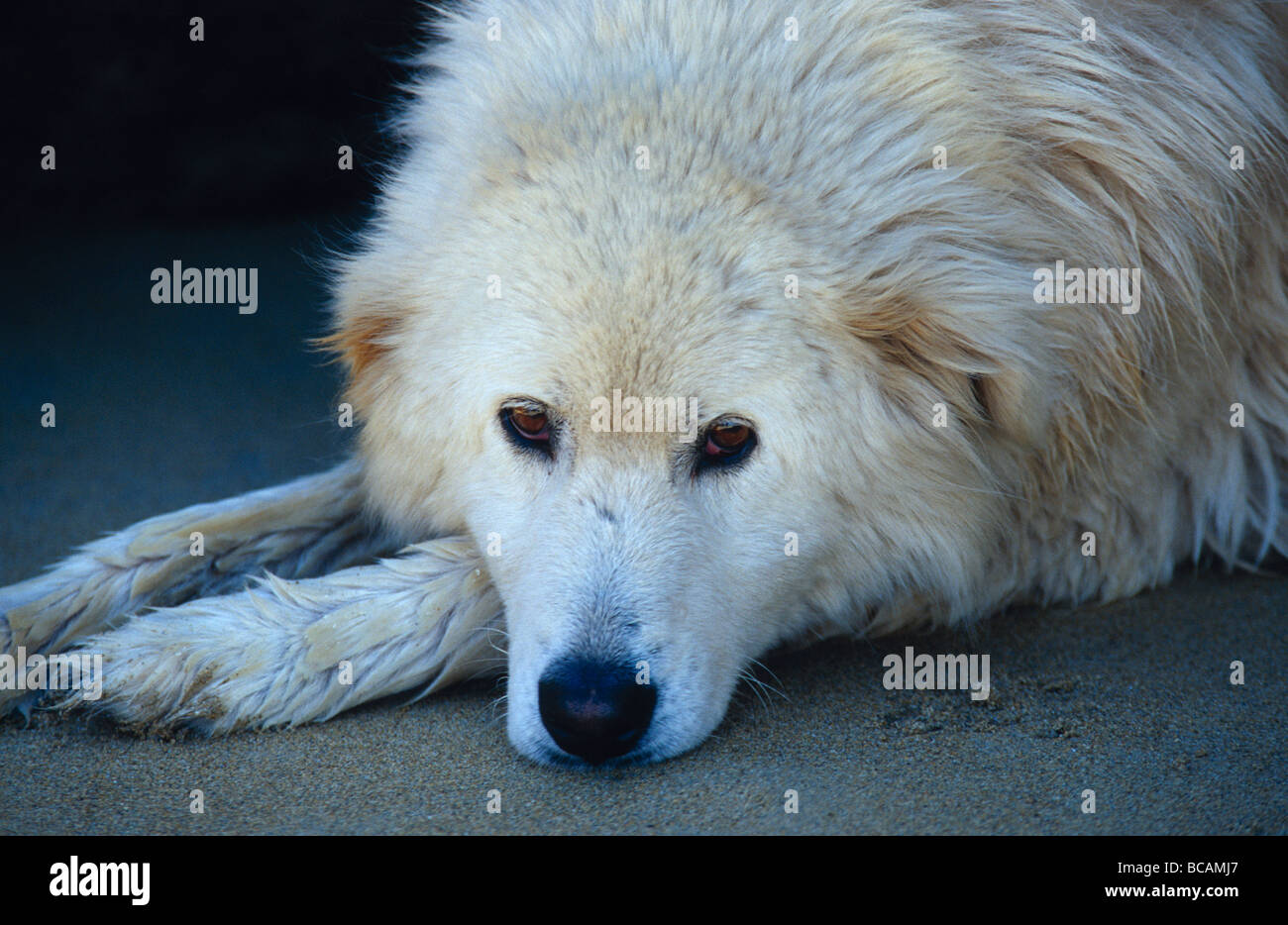 Un mou, blanc, Chien de Berger en italien moelleux, le Mareema repose sur une plage. Banque D'Images