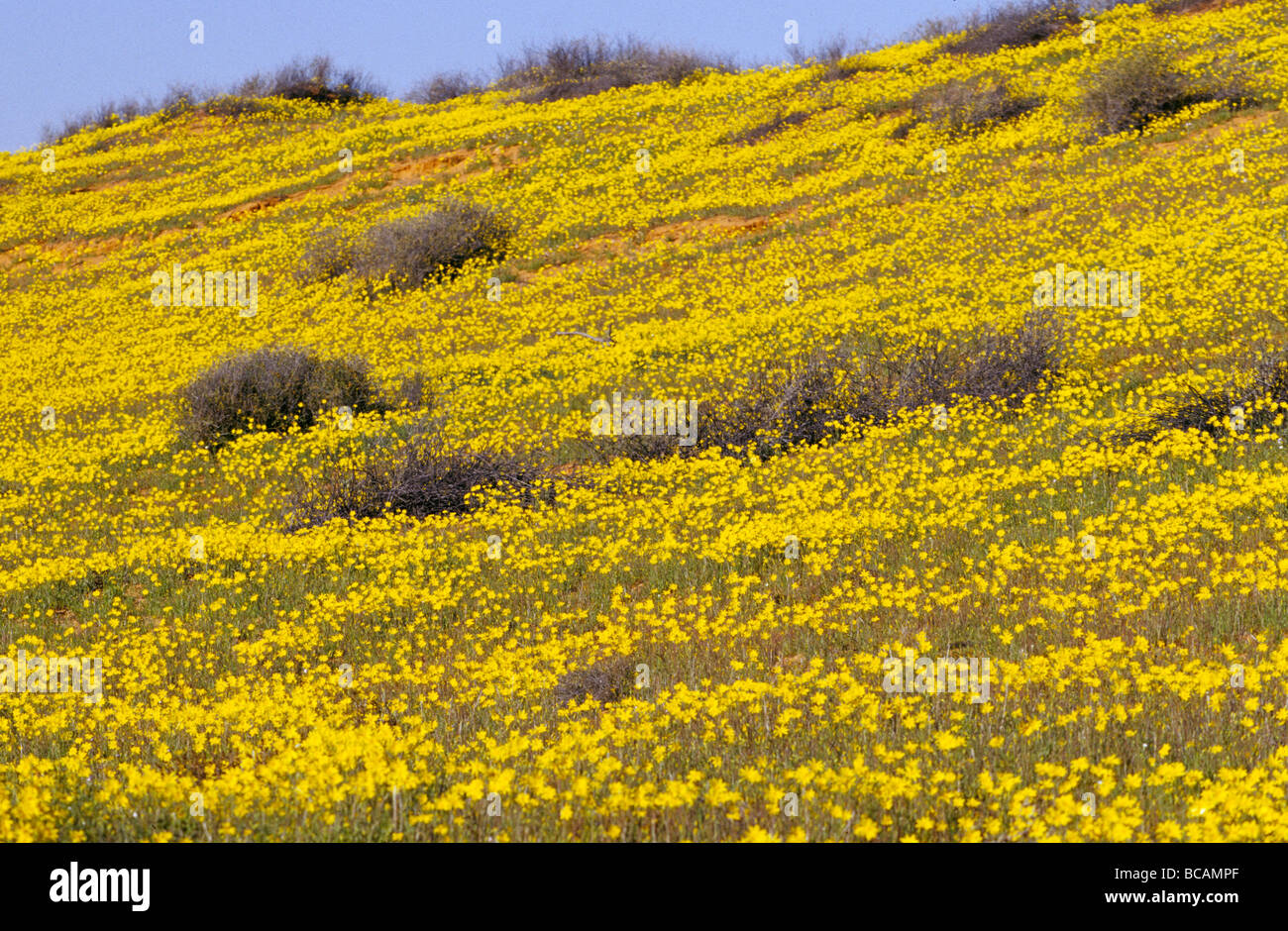 Une fleur rare de désert Yellowtop fleurs sauvages sur une dune de sable parallèle. Banque D'Images