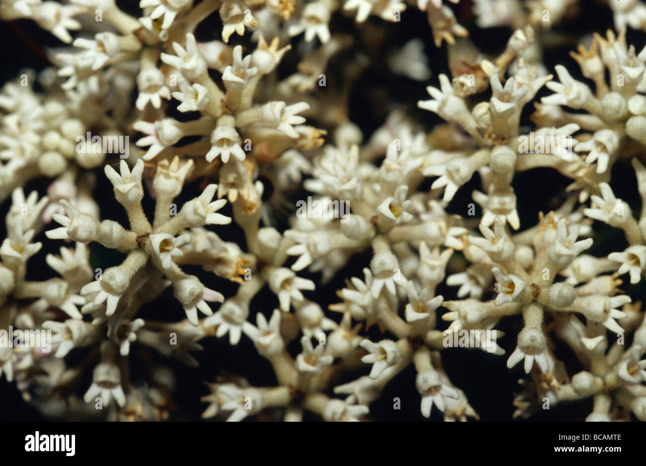 Une profusion de petites fleurs, Conosperrnum Bush fumée Ellipticum. Banque D'Images