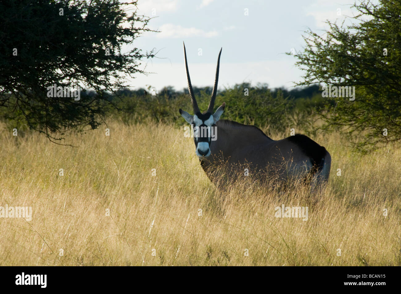 Gemsbok (oryx) en déplacement dans le parc national d'Etosha en Namibie Banque D'Images