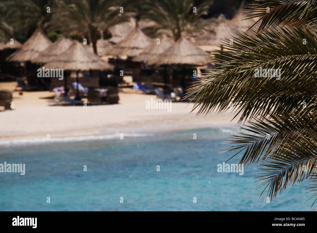 Parasols en chaume sur une plage bordée de palmiers Banque D'Images