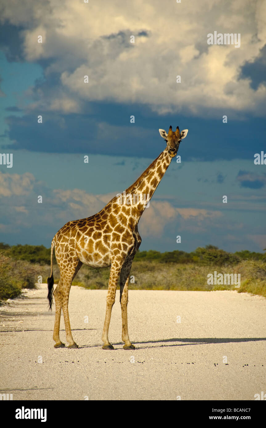 Girafe (Giraffa camelopardalis) dans le parc national d'Etosha en Namibie Banque D'Images