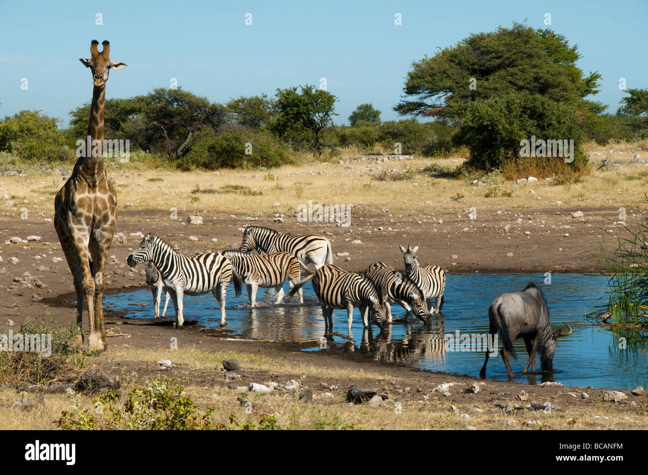 Girafe et zèbres lors d'un point d'eau dans le parc national d'Etosha en Namibie Banque D'Images