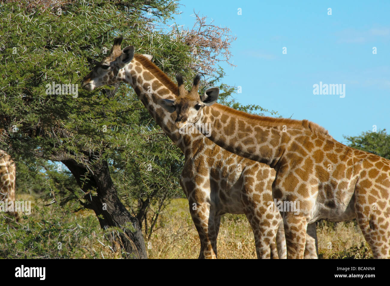 Les Girafes (Giraffa camelopardalis) dans le parc national d'Etosha en Namibie Banque D'Images