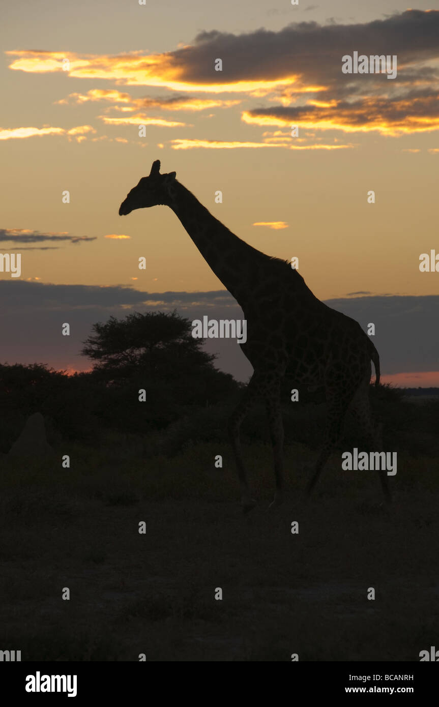 Girafe (Giraffa camelopardalis) qui se profile au coucher du soleil dans le parc national d'Etosha en Namibie Banque D'Images