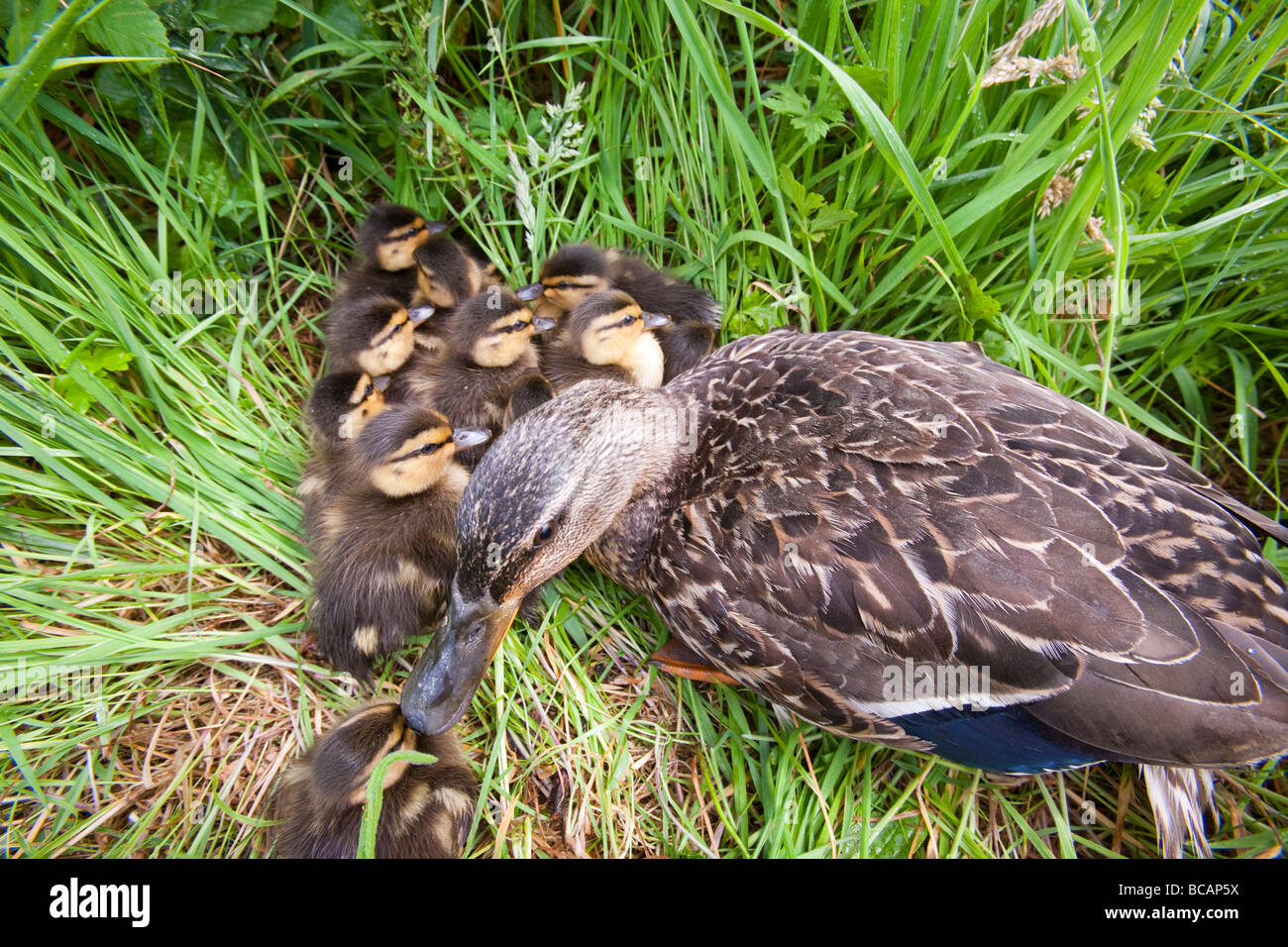 Une femelle colvert avec ses oisillons nouvellement éclos sur l'île de Walney Cumbria UK Banque D'Images