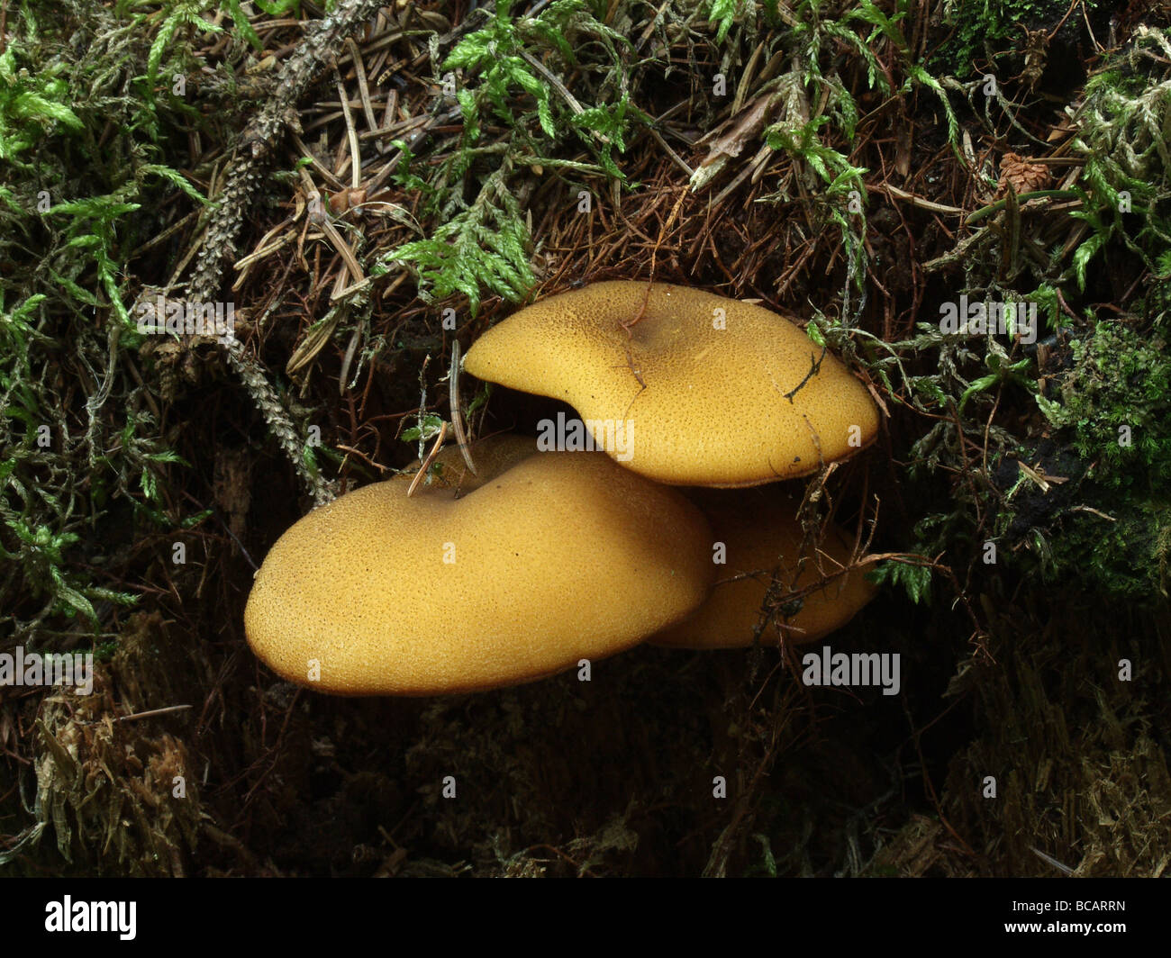 Bouquet de champignons arbre Banque D'Images