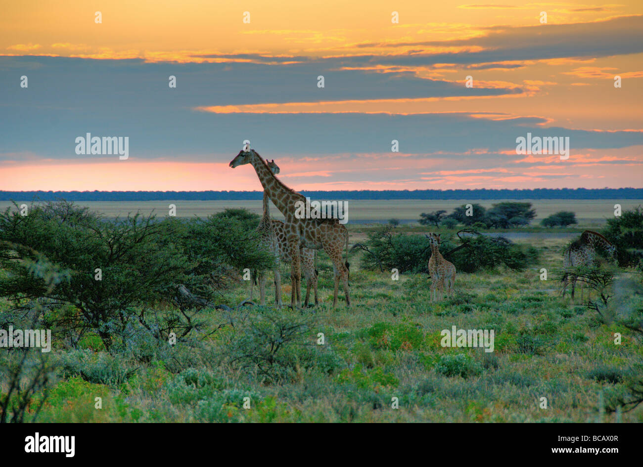 Les Girafes (Giraffa camelopardalis) au coucher du soleil dans le parc national d'Etosha en Namibie Banque D'Images