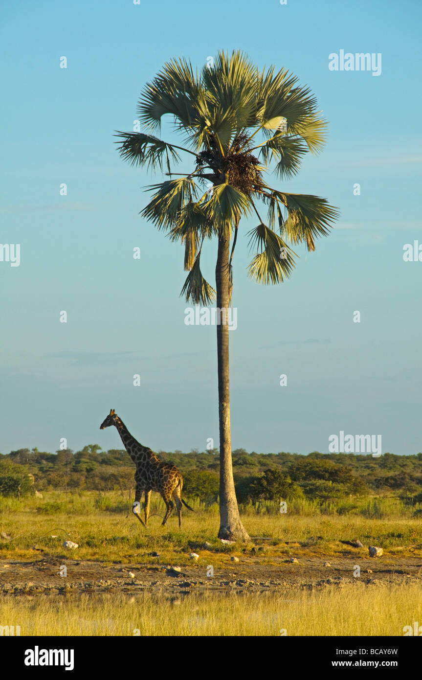 Girafe (Giraffa camelopardalis) sous un palmier dans le parc national d'Etosha en Namibie Banque D'Images