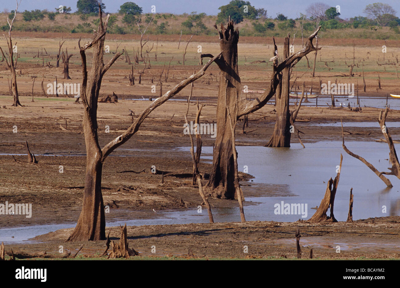 Une forêt d'arbres morts se trouve au bas d'un barrage. Banque D'Images