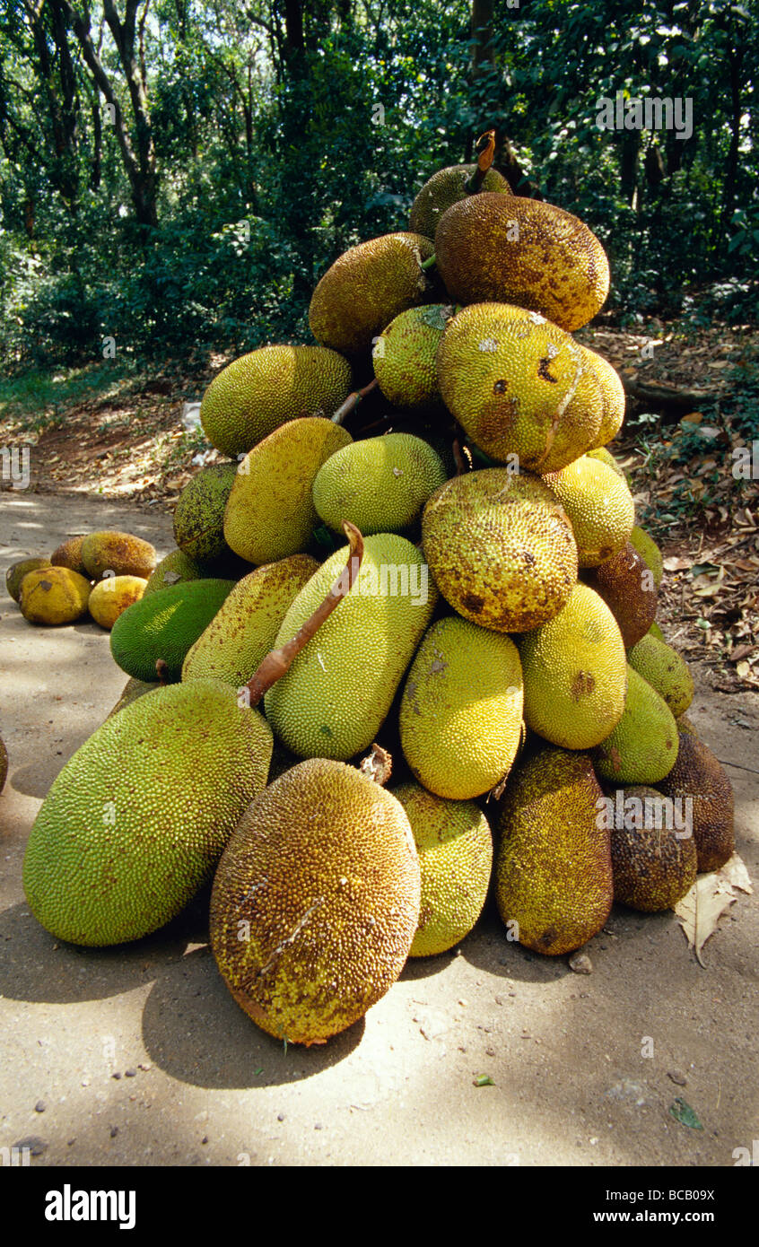 Un blocage de la route de Durian Fruit avec enveloppe épineuse c'est formidable. Banque D'Images