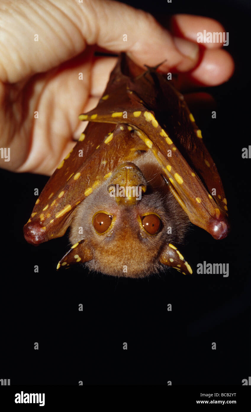 Un tube Nosed Bat Queensland colorés se bloque à partir de son allocation de main. Banque D'Images