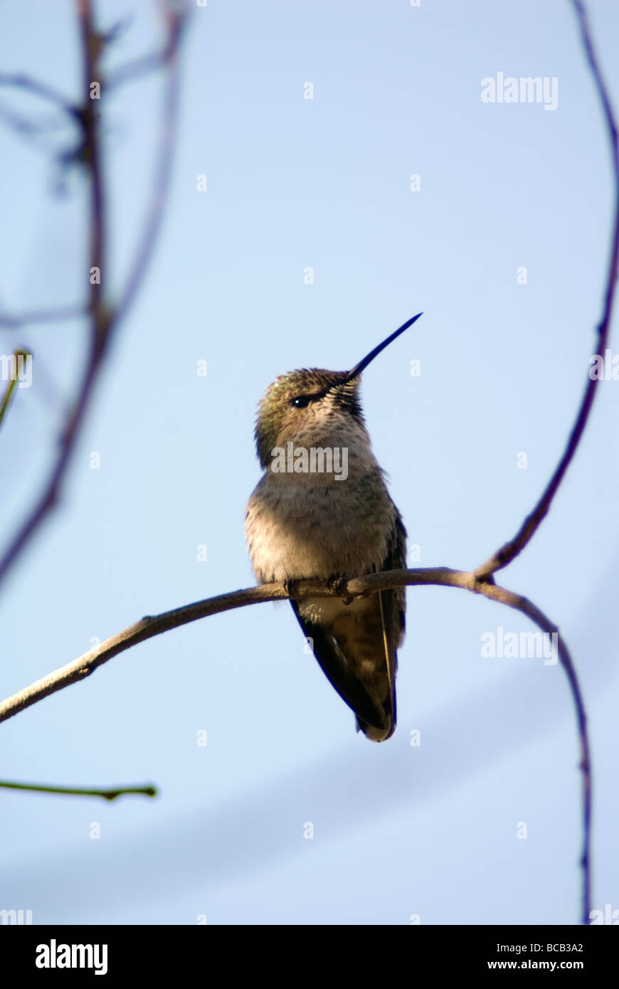 Costa's Hummingbird (Calypte costae) perché à Ellwood Bluffs. Banque D'Images