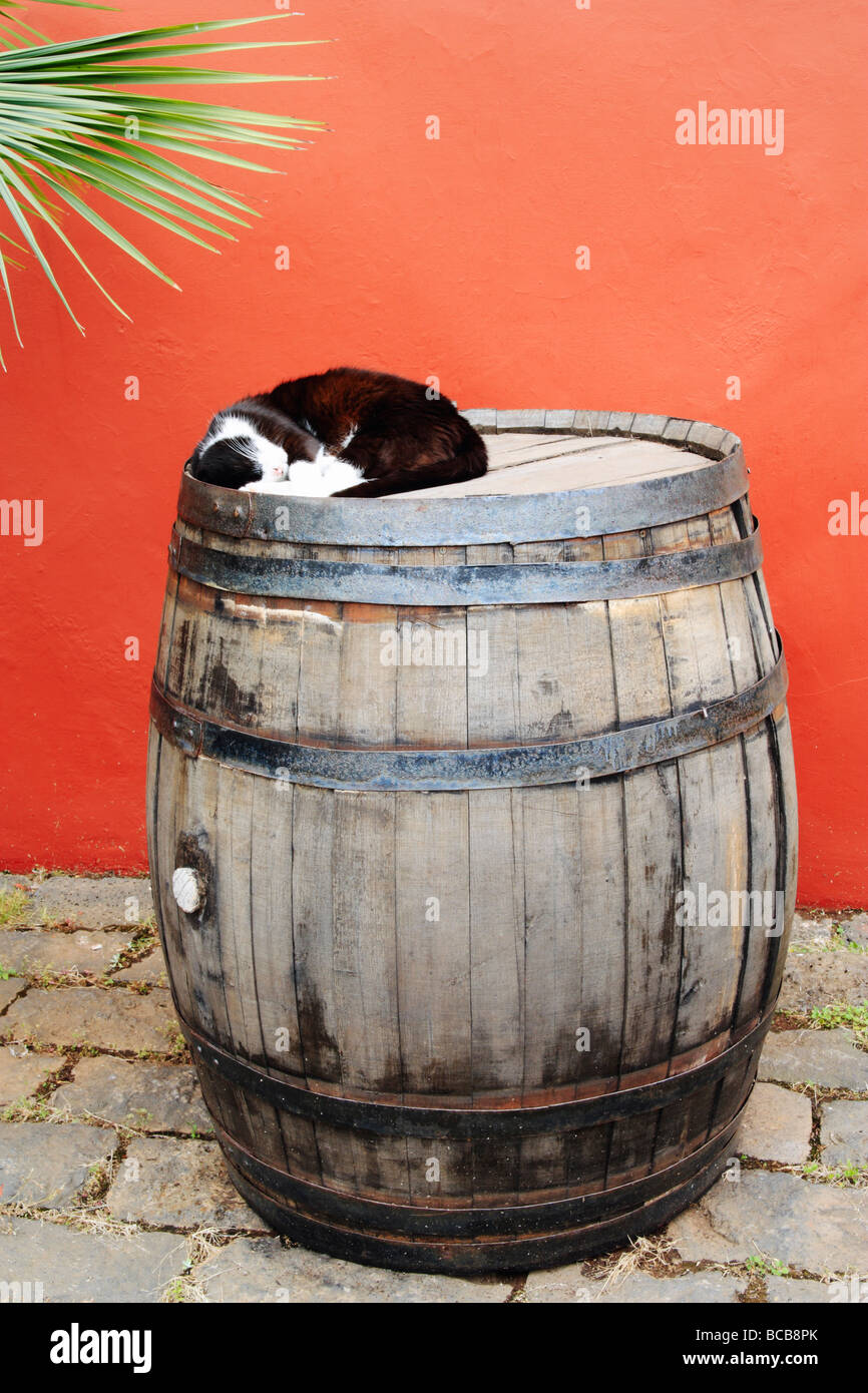 Chat dormant sur le baril de vin en Espagne Banque D'Images