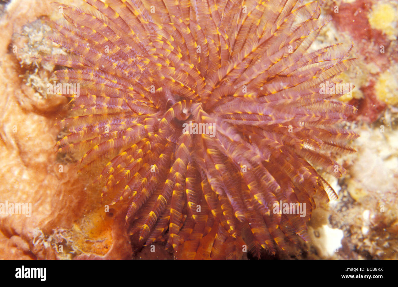 Close-up of a Feather Duster Worm Sabellidae délicate Banque D'Images