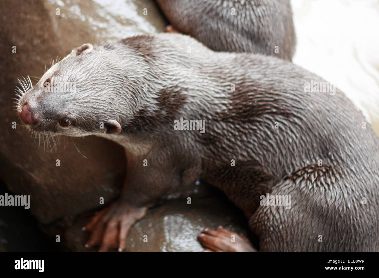 Enduit lisse Cerdocyon Otter perspicillata prise à la conservation de races rares Sandwich Centre Banque D'Images