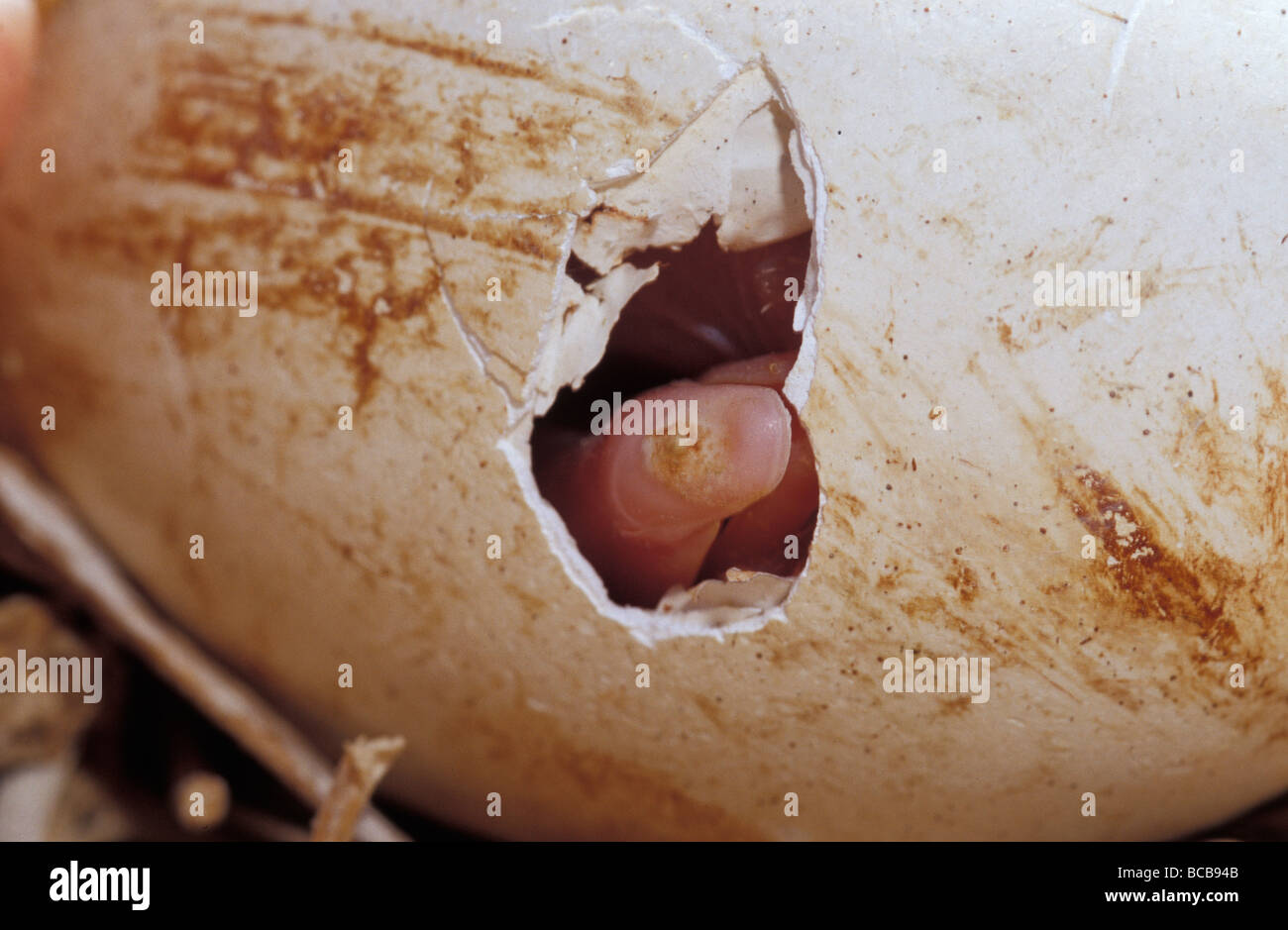 Un poussin nouveau-né Pelican de son oeuf, bris Banque D'Images