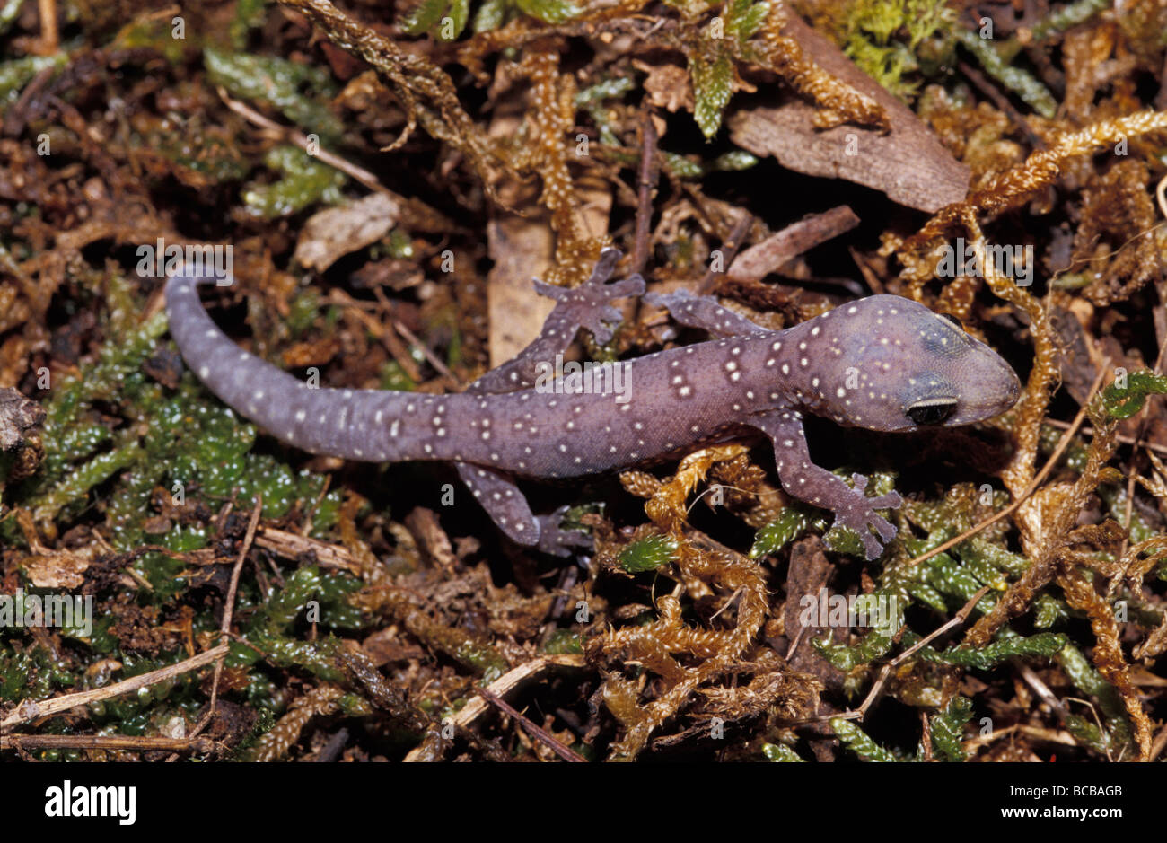 Mauve et blanc points line un jeune Gecko velours tacheté sur la mousse. Banque D'Images