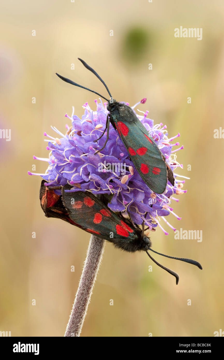 Six-spot burnet papillons sur Devil's bit scabious Banque D'Images