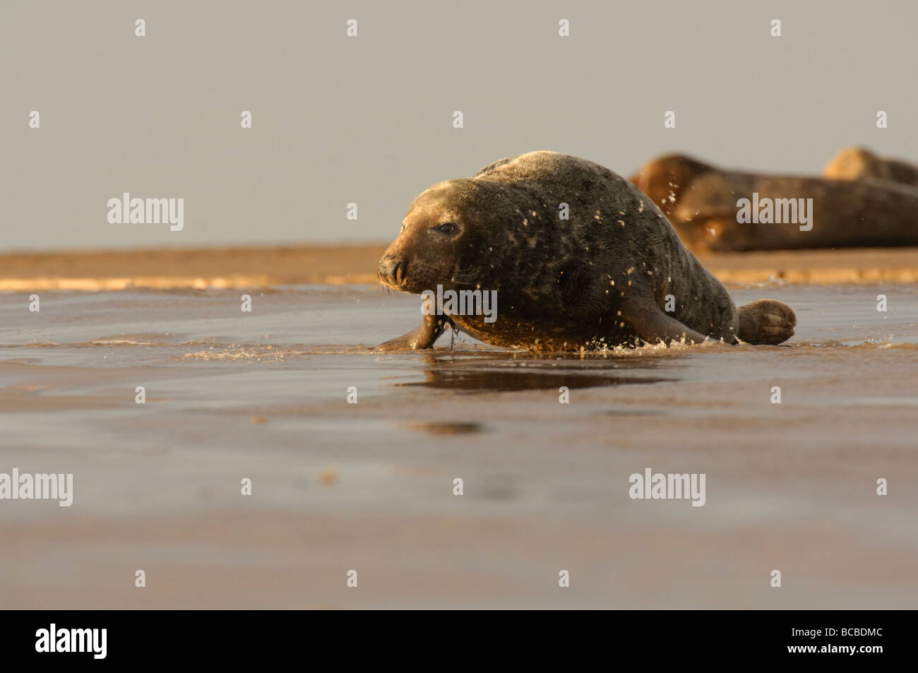 Phoque gris Halichoerus grypus se déplaçant à travers la mer Banque D'Images