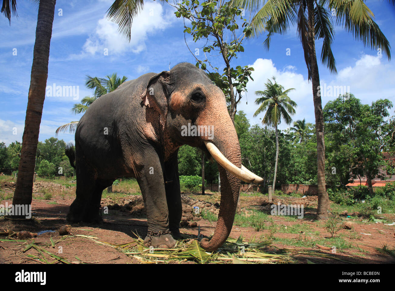 L'éléphant indien en captivité au Kerala Banque D'Images