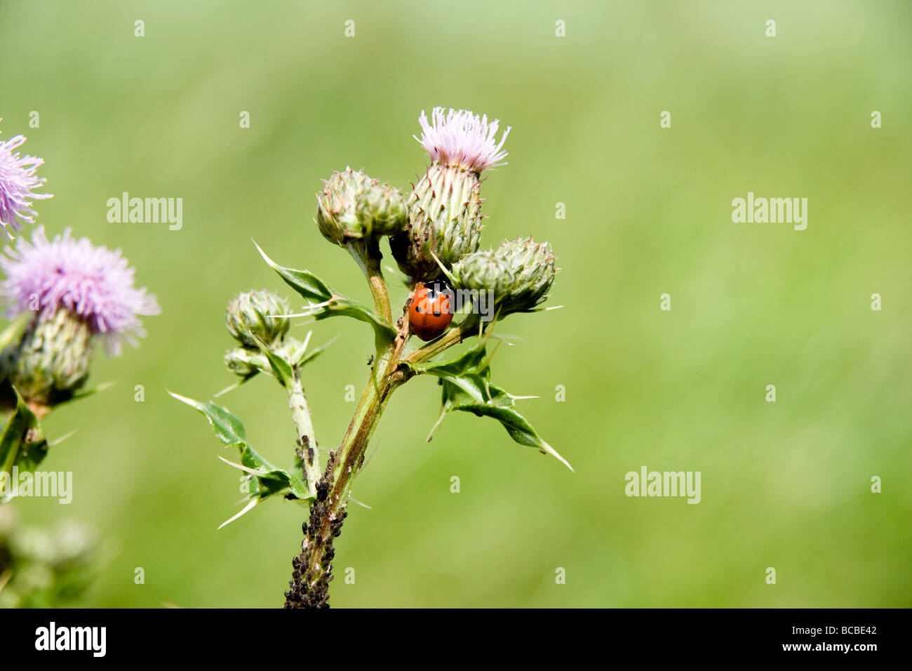 Lady Bird sur un chardon Banque D'Images