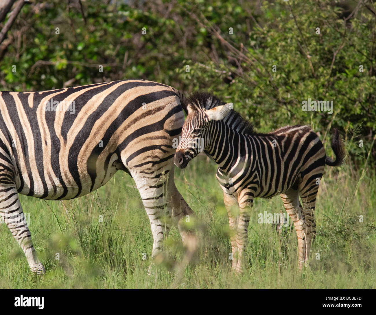 Le zèbre de Burchell (Equus quagga burchellii) veau avec mère le pâturage dans le Parc National Kruger en Afrique du Sud Banque D'Images